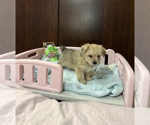 Morkie Puppy for sale in BENSON, NC, USA
