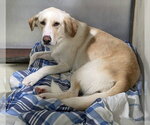 *GOLDIE - Female Labrador Retriever Dog for Adoption - Small photo