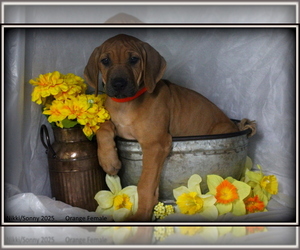 Medium Rhodesian Ridgeback