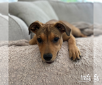 Small #8 Labrador Retriever Mix