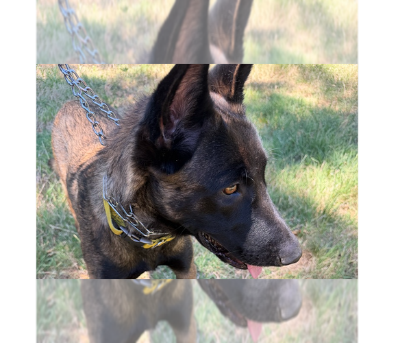 Medium Photo #9 Mutt Puppy For Sale in Imlay City, MI, USA