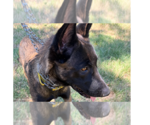 Aurelia - Located in OR - Female Mutt Dog for Adoption - Photo #9