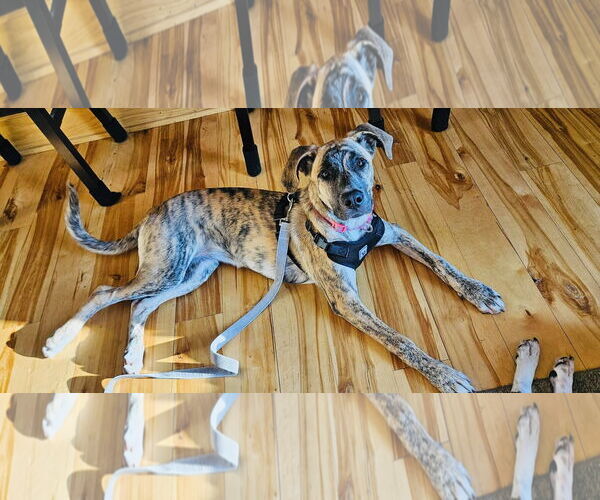 Medium Photo #2 Bullboxer Pit Puppy For Sale in Princeton, MN, USA