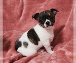 Puppy Joe Chihuahua