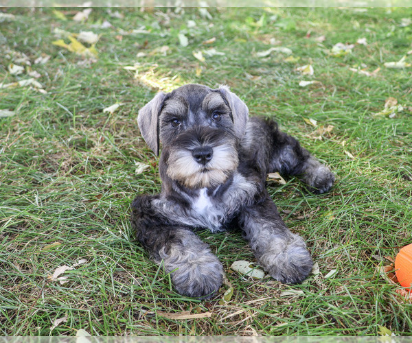 Medium Photo #5 Schnauzer (Miniature) Puppy For Sale in SYRACUSE, IN, USA