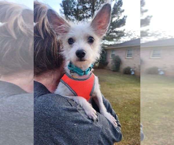 Medium Photo #6 Mutt Puppy For Sale in Arlington, VA, USA