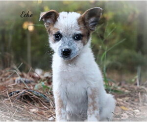 Blaine - Female Mutt Dog for Adoption - Photo #2