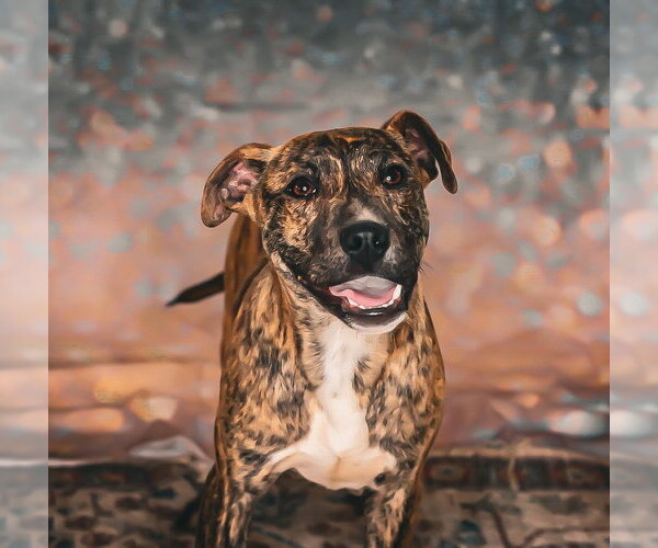 Medium Photo #2 Bull Terrier-Unknown Mix Puppy For Sale in Chouteau, OK, USA