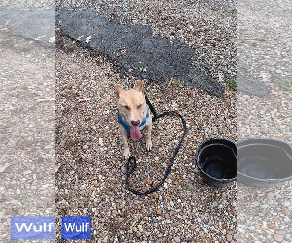 Medium Photo #4 Mutt Puppy For Sale in Farmerville, LA, USA