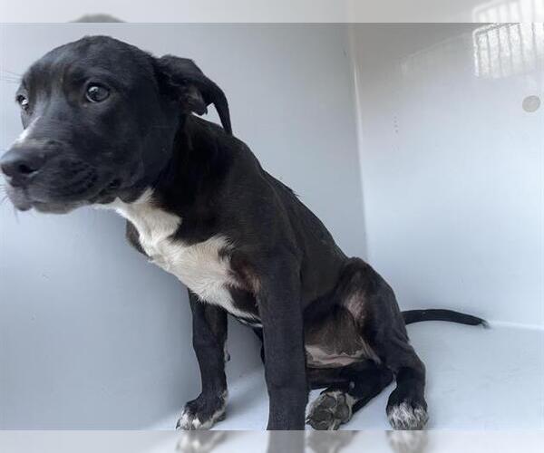 Medium Photo #1 Labrador Retriever Puppy For Sale in Houston, TX, USA