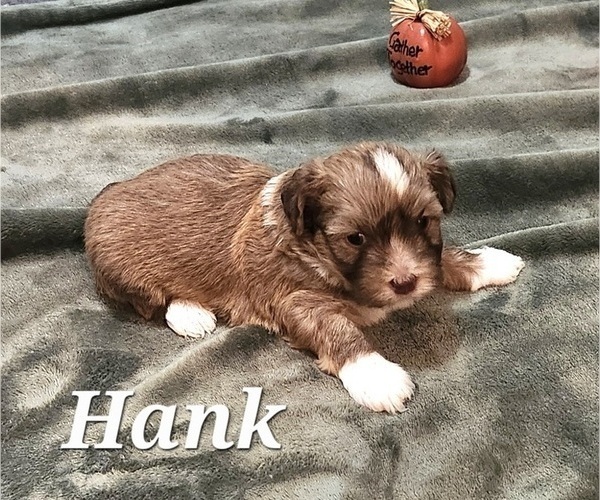 Medium Photo #9 Havanese Puppy For Sale in ALBION, PA, USA