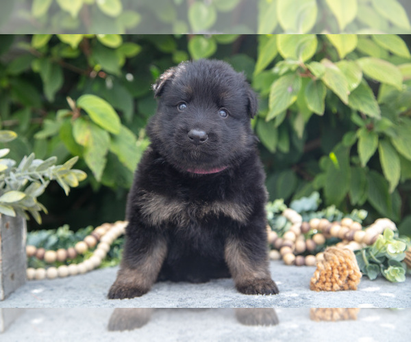 Medium Photo #8 German Shepherd Dog Puppy For Sale in SHIPSHEWANA, IN, USA