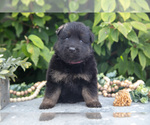 Puppy Faith German Shepherd Dog