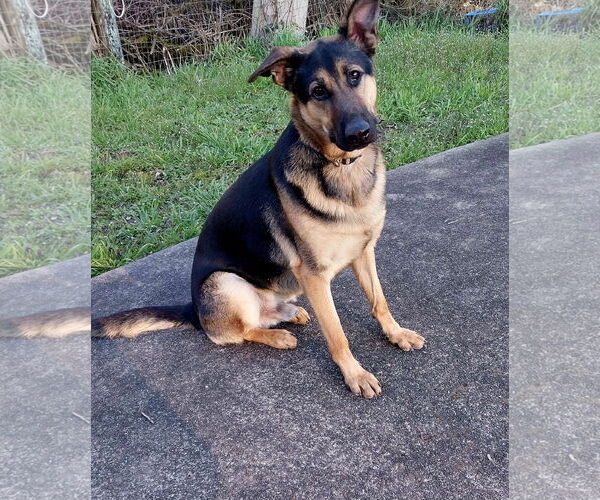 Medium Photo #6 German Shepherd Dog Puppy For Sale in Albany, OR, USA