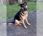 Small #5 German Shepherd Dog