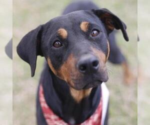 Doberman Pinscher-Unknown Mix Dogs for adoption in San Antonio, TX, USA