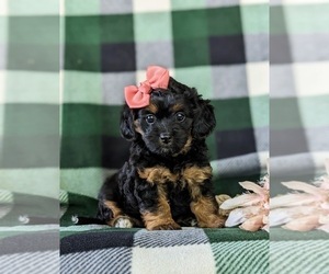 Poodle (Miniature)-Unknown Mix Puppy for sale in NOTTINGHAM, PA, USA