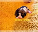 Small #4 Boxer