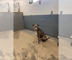 American Staffordshire Terrier Dogs for adoption in Tallahassee, FL, USA