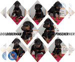 Small Photo #11 Doberman Pinscher Puppy For Sale in GOSHEN, IN, USA