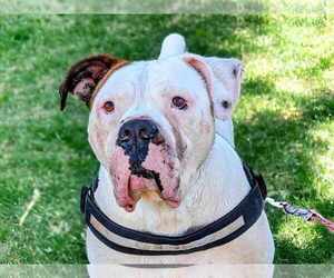 American Bulldog Dogs for adoption in Anniston, AL, USA
