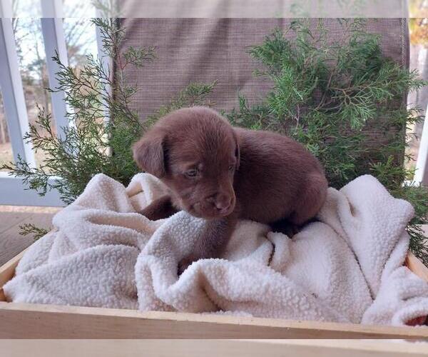 Medium Photo #1 Labrador Retriever Puppy For Sale in DICKSON, TN, USA