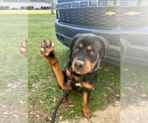 Rottweiler Dog for Adoption in GULFPORT, Mississippi USA