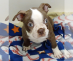 Small #1 Boston Terrier