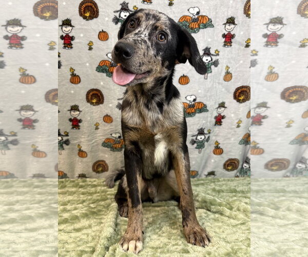 Medium Photo #2 Catahoula Leopard Dog-Unknown Mix Puppy For Sale in Wetumpka, AL, USA