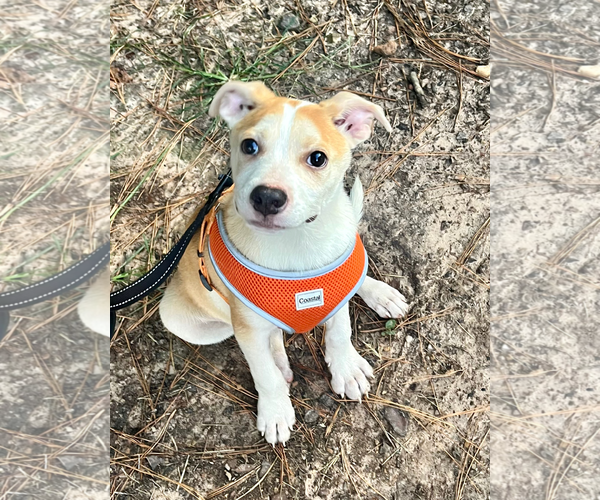 Medium Photo #9 American Pit Bull Terrier-Unknown Mix Puppy For Sale in Calhoun, GA, USA