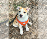 Small #8 American Pit Bull Terrier Mix