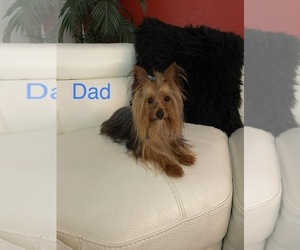 Father of the Yorkshire Terrier puppies born on 01/30/2023