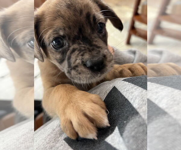Medium Photo #2 Boxer Puppy For Sale in Austin, TX, USA