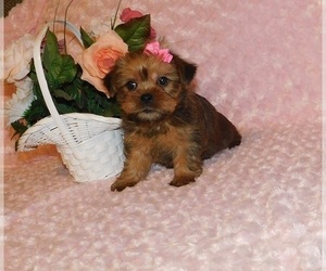 Griffonshire Puppy for sale in WARRENSBURG, MO, USA