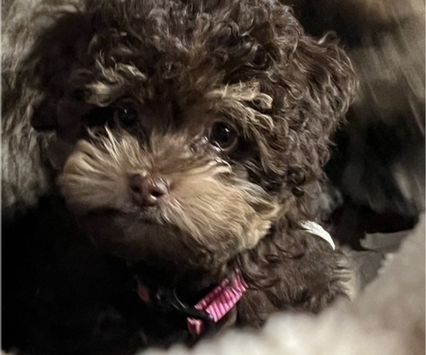 Medium Photo #15 Poodle (Toy)-ShihPoo Mix Puppy For Sale in MUNDELEIN, IL, USA