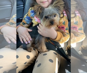 Yorkshire Terrier Puppy for sale in PASADENA, CA, USA