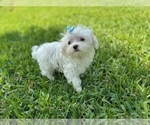 Image preview for Ad Listing. Nickname: Litter of 2