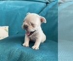 Small #1 French Bulldog