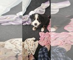 Small #2 Bernese Mountain Dog