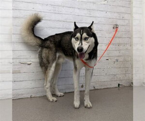 Siberian Husky Dogs for adoption in San Bernardino, CA, USA