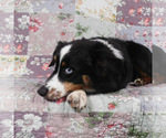 Small #1 Miniature Australian Shepherd
