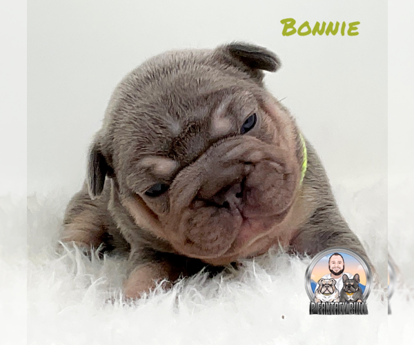 Medium Photo #4 French Bulldog Puppy For Sale in LEHIGH ACRES, FL, USA