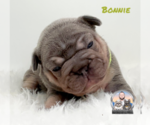 Small #3 French Bulldog