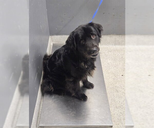 Medium Photo #1 Mutt Puppy For Sale in Tallahassee, FL, USA