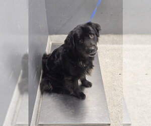 Mutt Dogs for adoption in Tallahassee, FL, USA