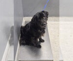 Small Mutt