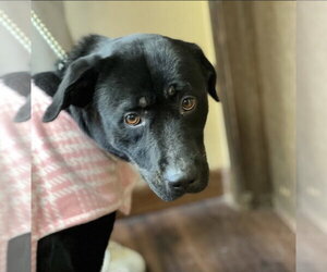 Hannah! - Female Borador Dog for Adoption - Photo #14