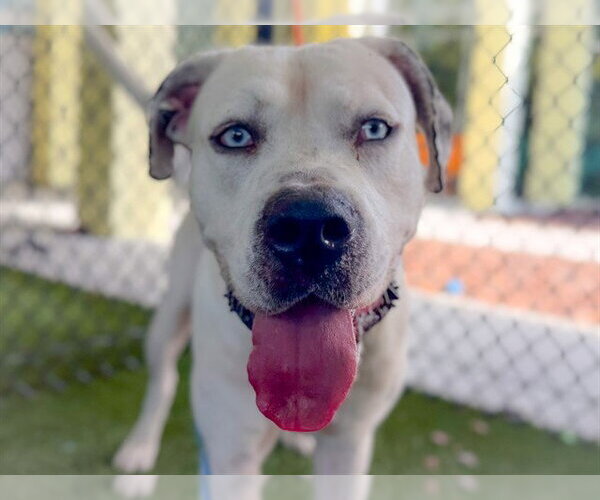 Medium Photo #2 Staffordshire Bull Terrier Puppy For Sale in Tavares, FL, USA