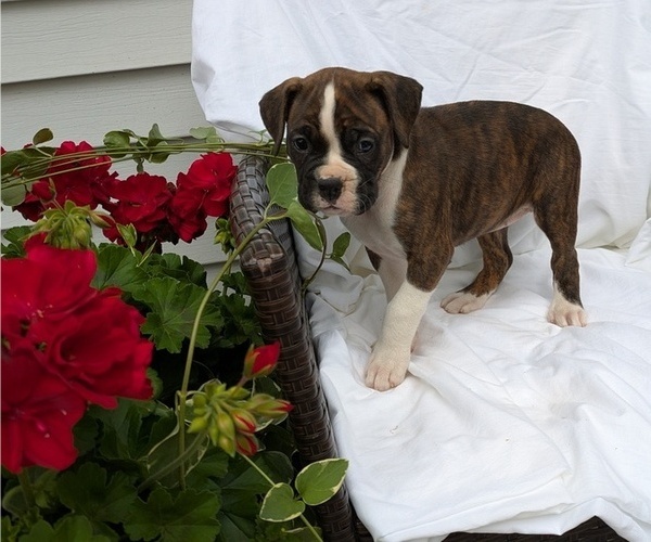 Medium Photo #8 Boxer Puppy For Sale in GOSHEN, IN, USA