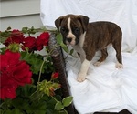 Small #7 Boxer